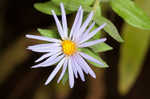 Aromatic aster